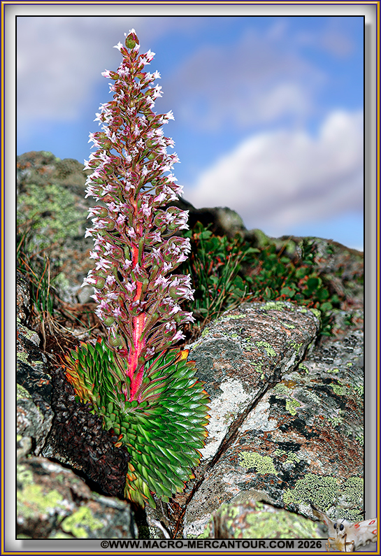 Saxifrage florulenta Moretti